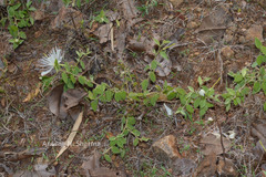 Capparis grandiflora
